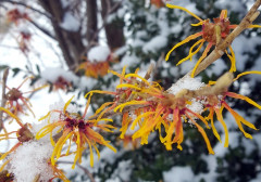 Hamamelis 2