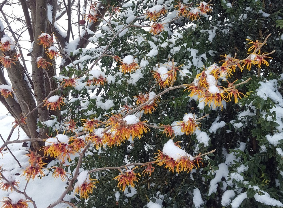 Hamamelis