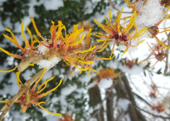Hamamelis
