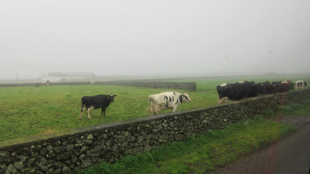 Terceira _50