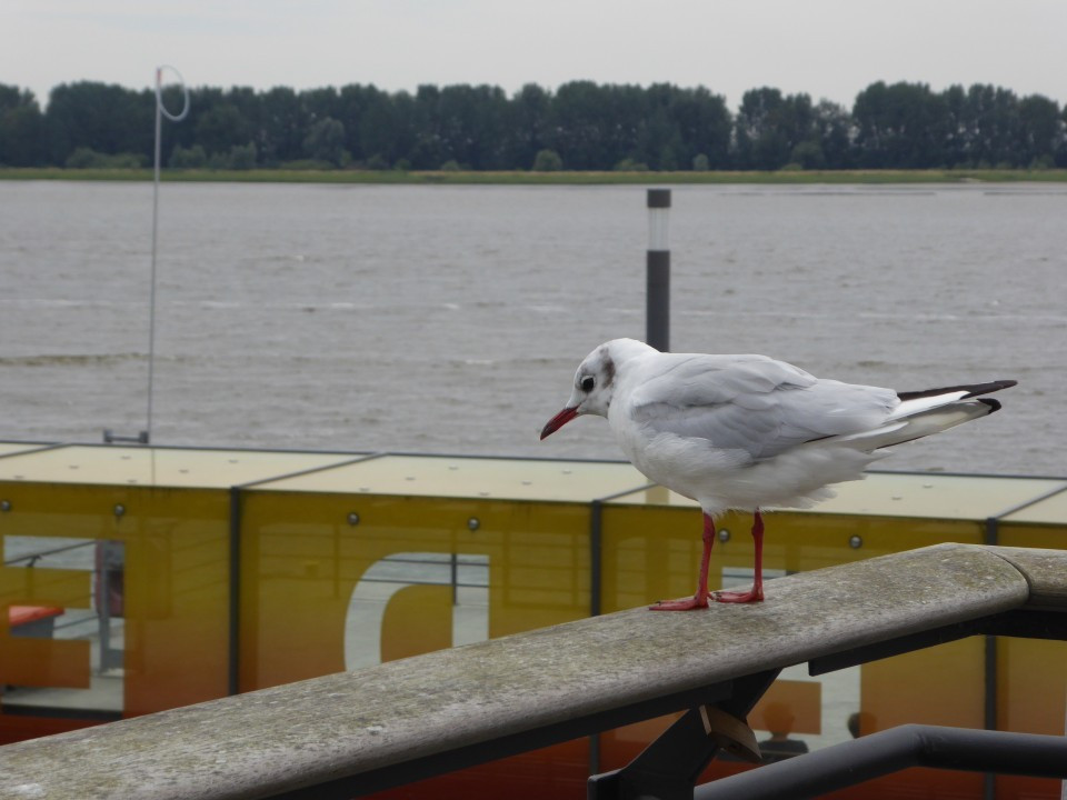 Elbe bei Schulau (3)