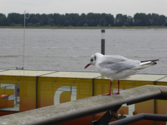 Elbe bei Schulau (3)