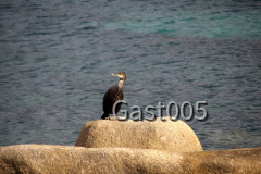 Einsamer Vogel