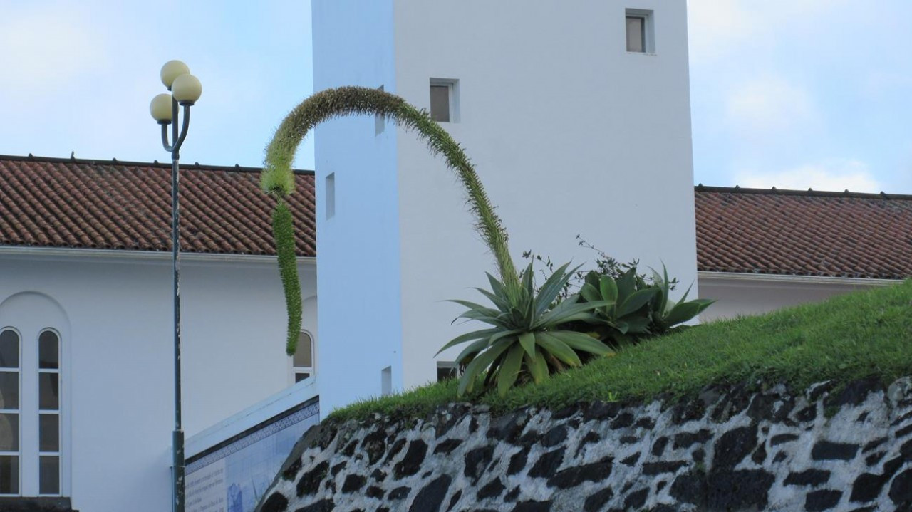 Faial_12