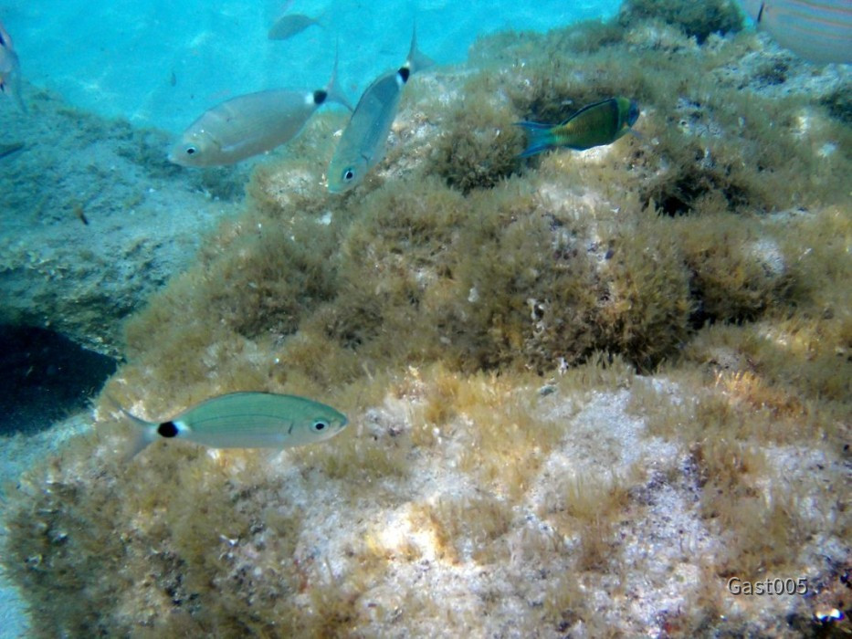 Bella Sardinia