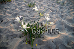 Strand Orchidee