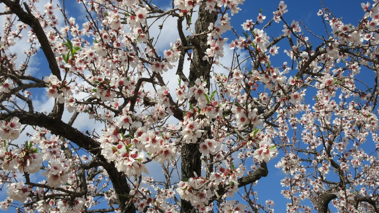 Mandelblüte2_2018