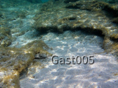 Fischflucht