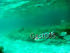 Meersicht unter Wasser