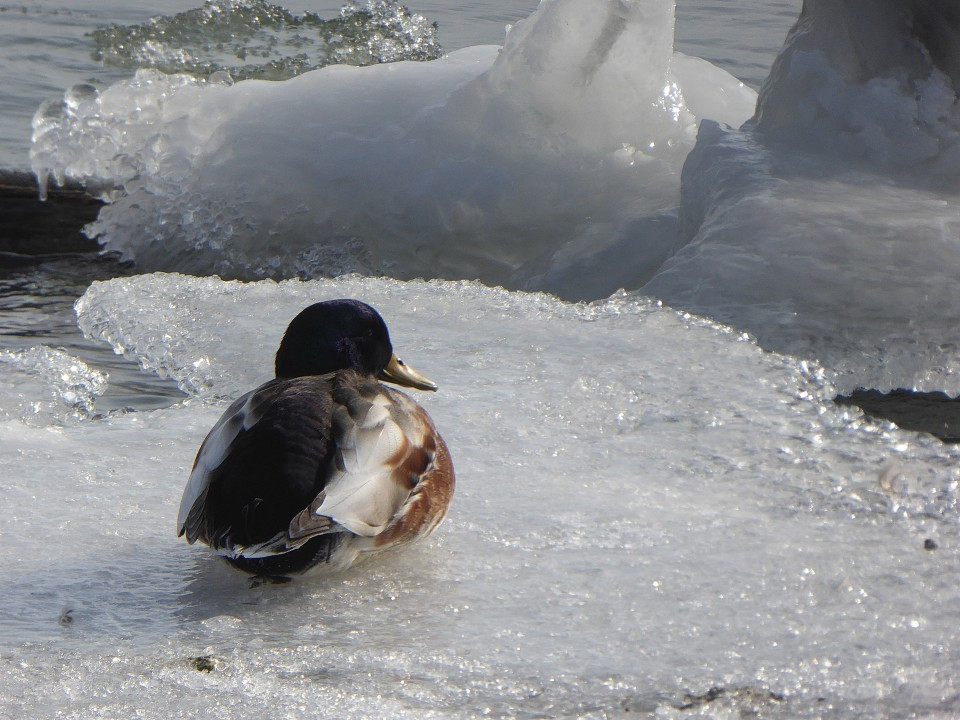 Chiemsee 1. März 2018 (8)