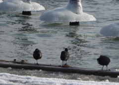 Chiemsee 1. März 2018 (9)