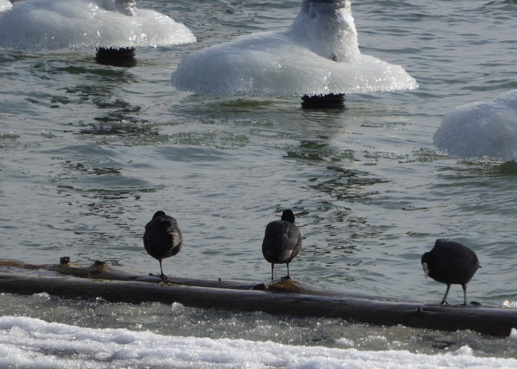 Chiemsee 1. März 2018 (9)