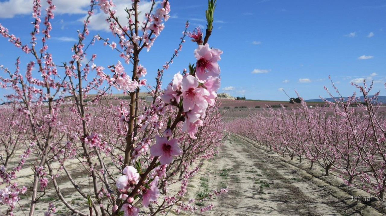 Pfirsichblüte18_06