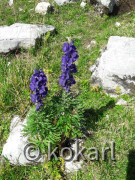 Blumen auf dem Loser