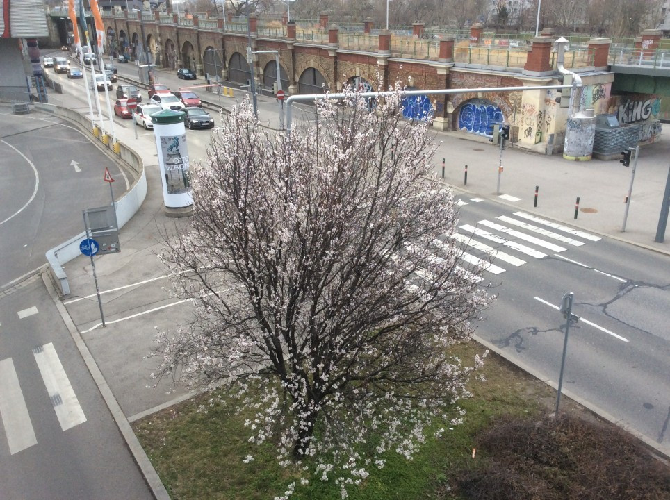 Mandelbaumblüte