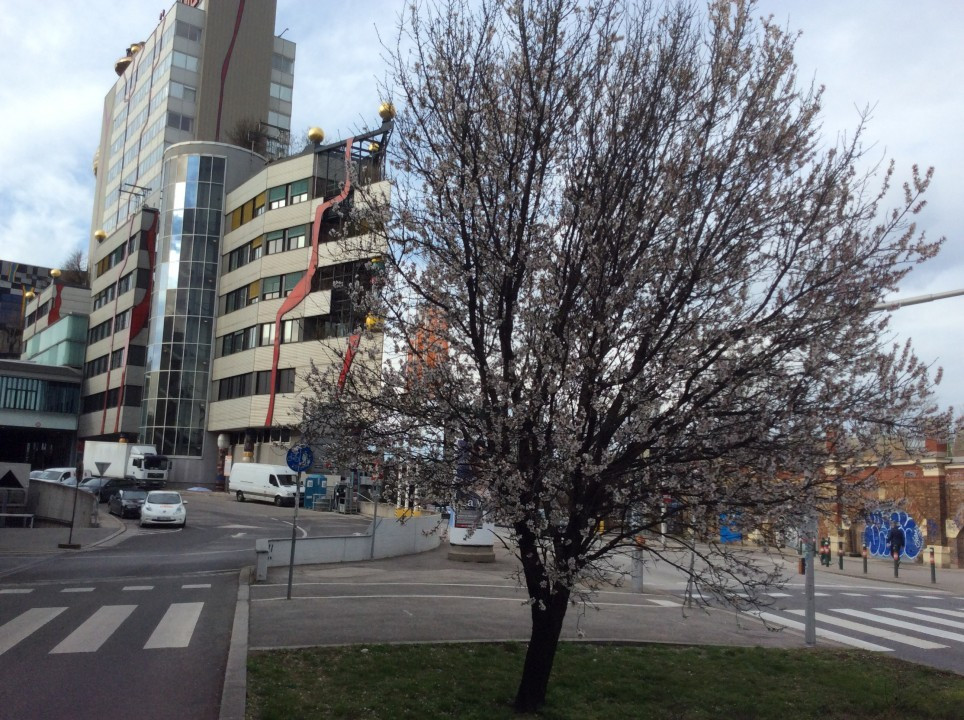Mandelbaumblüte