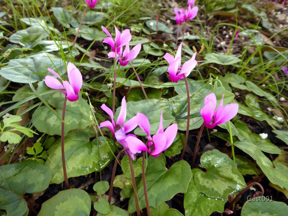 Alpenveilchen Mindel