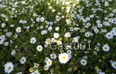 Blumenteppich