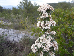 01c weiß21.3.18 053 (1)