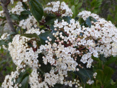 01d weiß21.3.18 053 (2)