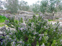 6a Rosmarin (3)