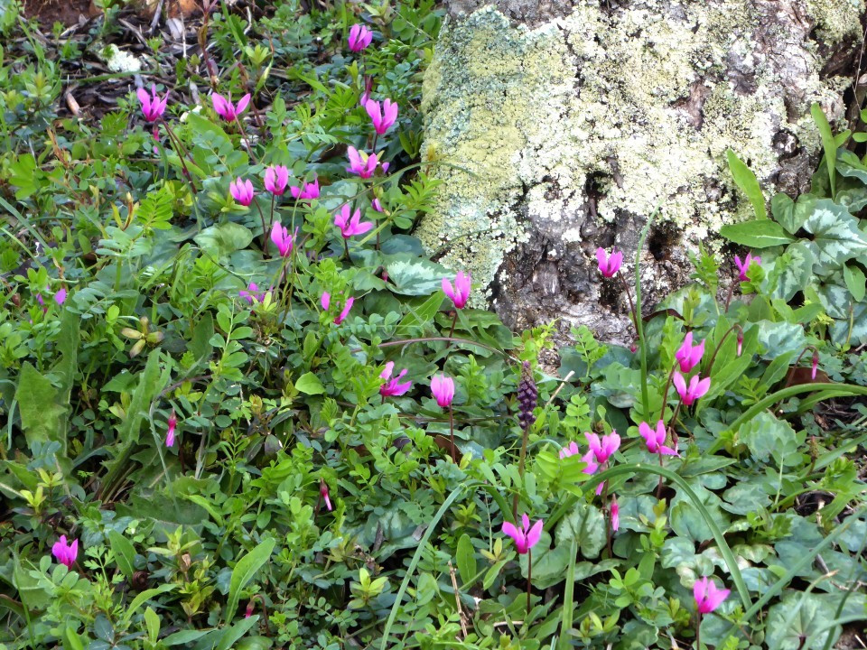 08Cyclamen21.3.18 066