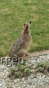 Osterhase