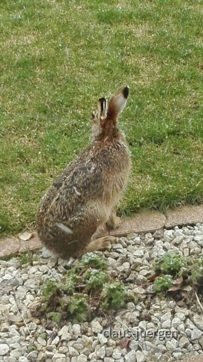 Osterhase