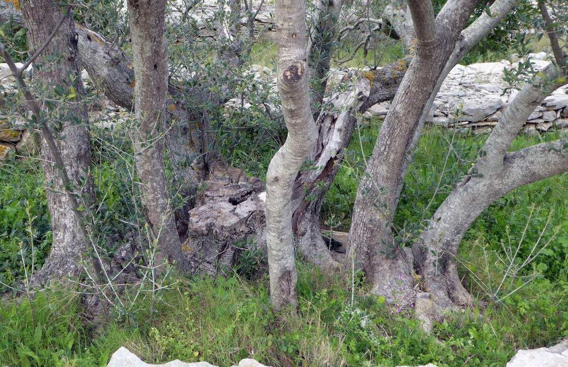 OLIVENBAUM SK 006
