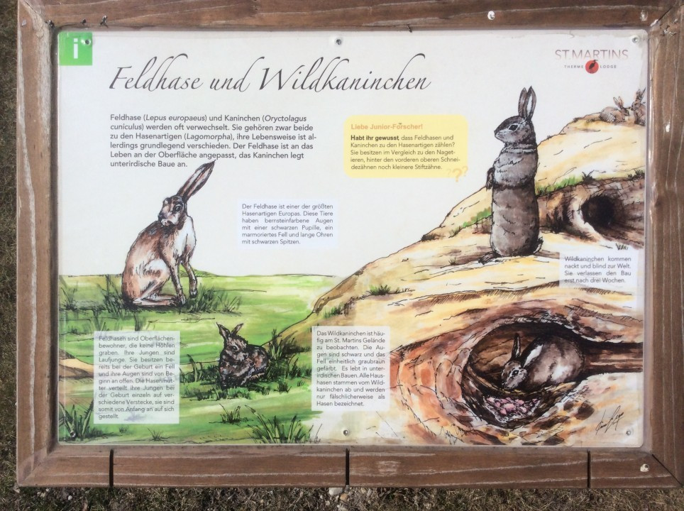 Martinstherme Feldhase Wildkaninchen