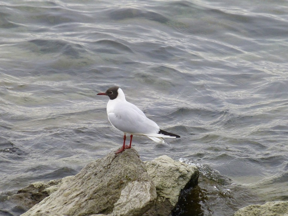 Lindau>Möwe