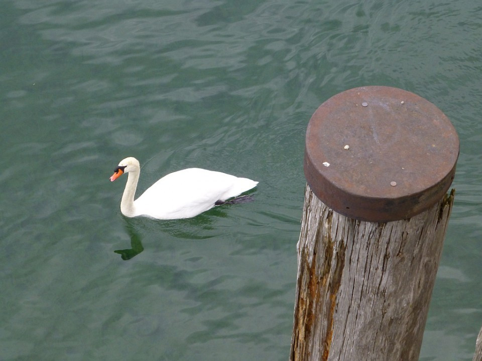 Lindau>Schwan