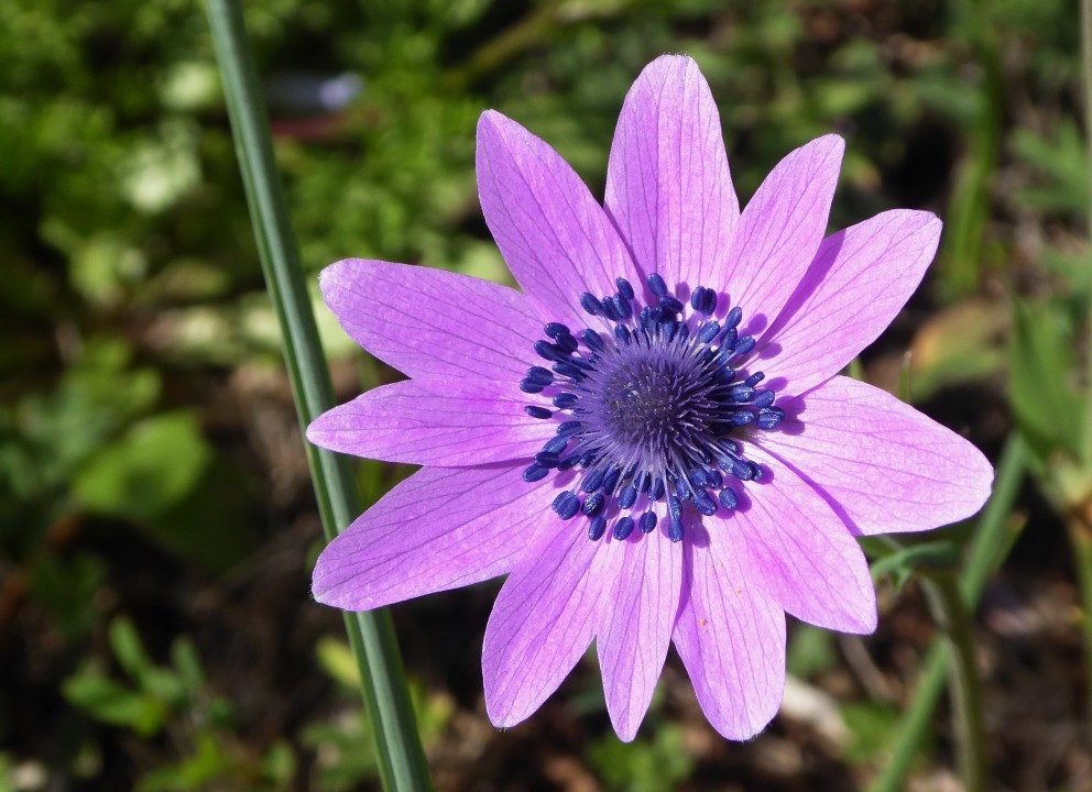 Anemone