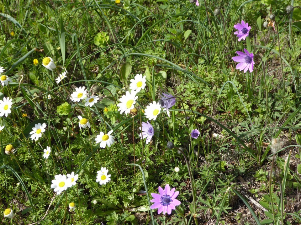 Anemonen