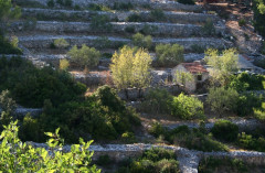 Oliventerrassen MIndel 007