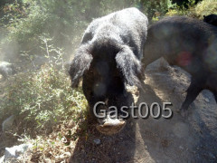 Wilde Landschaft wilde Schweine