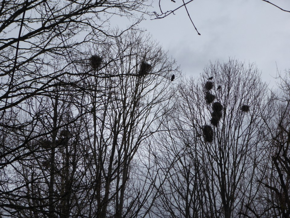Krähen