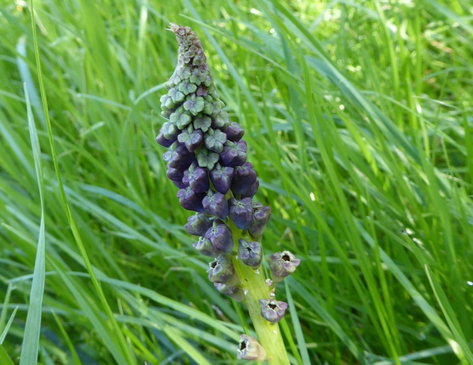 Traubenhyazinthe?