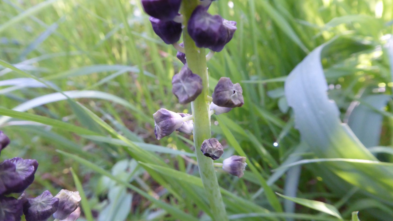 Traubenhyazinthe?