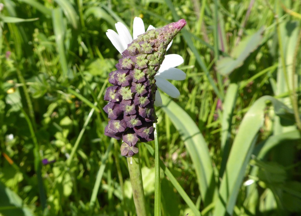 Traubenhyazinthe?