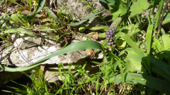 Traubenhyazinthe?