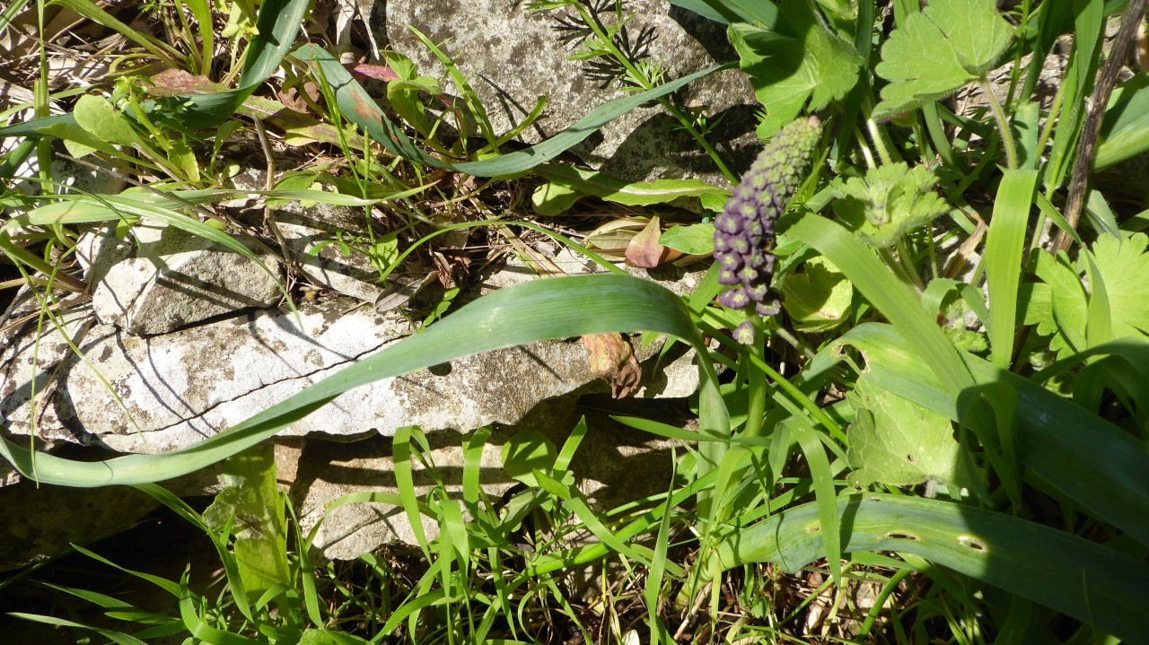 Traubenhyazinthe?
