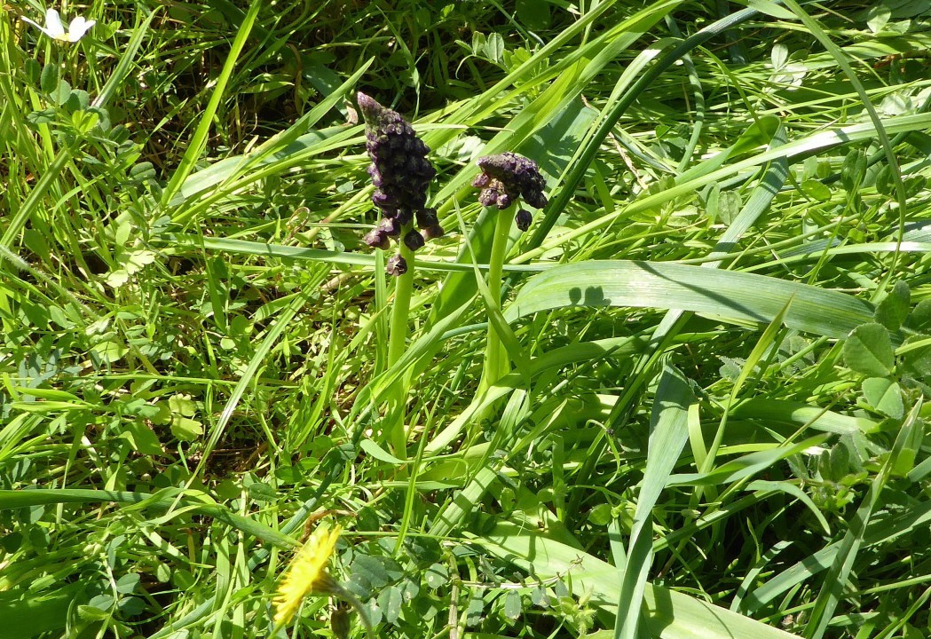 Traubenhyazinthe?