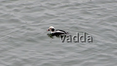 DSC_4674 Eisente