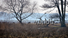 DSC_4784 Damwild Pramort