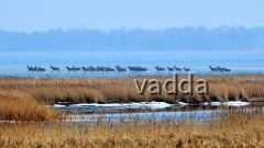 DSC_4809 Damwild Pramort