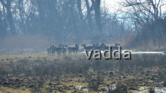 DSC_4837 Damwild Pramort