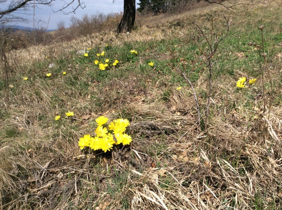 Eichkogel