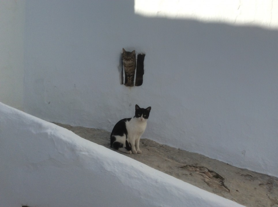 Katzen mit Ausblick