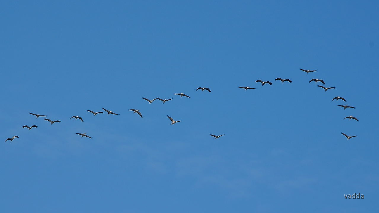 Kraniche, Zingst 03/2018